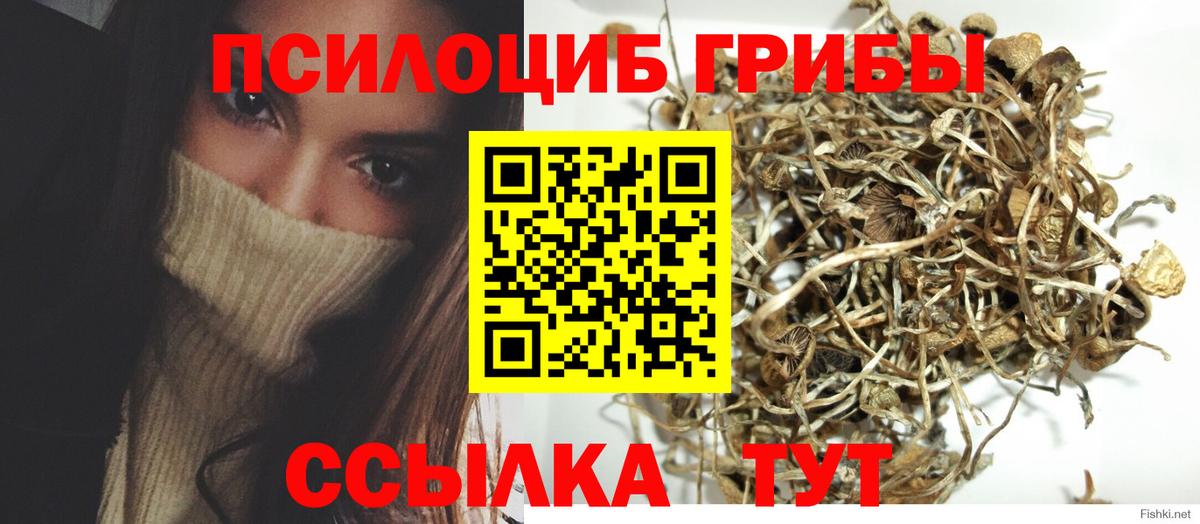 Псилоцибиновые грибы Psilocybe  Вход с VPN  Бузулук 
